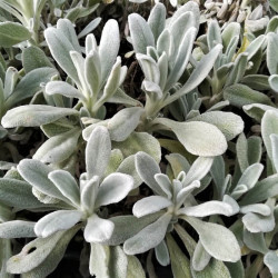 Sideritis cypria Sideritis cypria