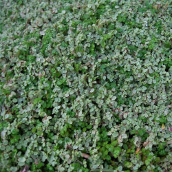 Soleirolia soleirolii 'Variegata'