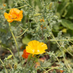 Glaucium flavum