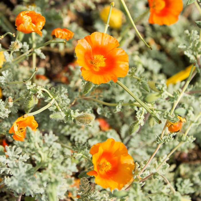 Glaucium flavum