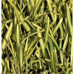 Stenotaphrum secundatum 'Variegatum' Stenotaphrum secundatum 'Variegatum'