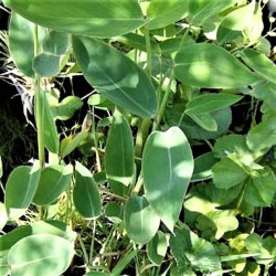 Thalia dealbata Thalia dealbata