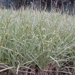 Tulbaghia violacea 'Variegata' Tulbaghia violacea 'Variegata'