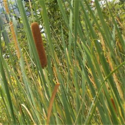 Typha angustifolia Typha angustifolia