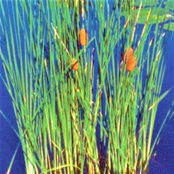 Typha minima Typha minima