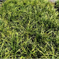 Ophiopogon japonicus