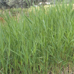 Phragmites australis Phragmites australis