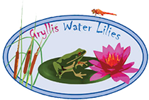 Gryllis Water Lilies